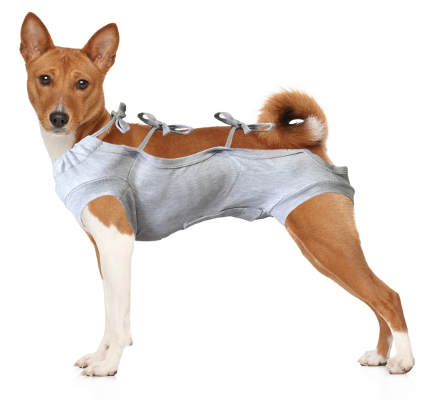 Koszulka pooperacyjna dla psa r.5(XL)(szara)/51cm